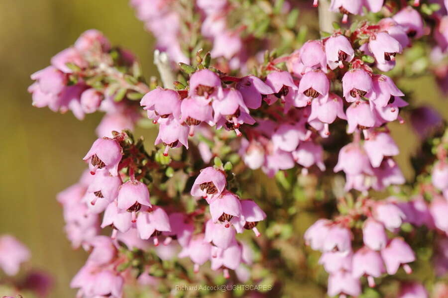 Image of Erica bicolor Thunb.