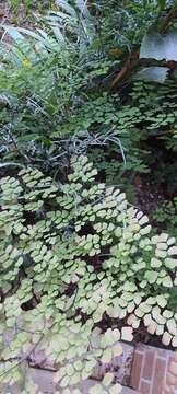 Image of fan maidenhair