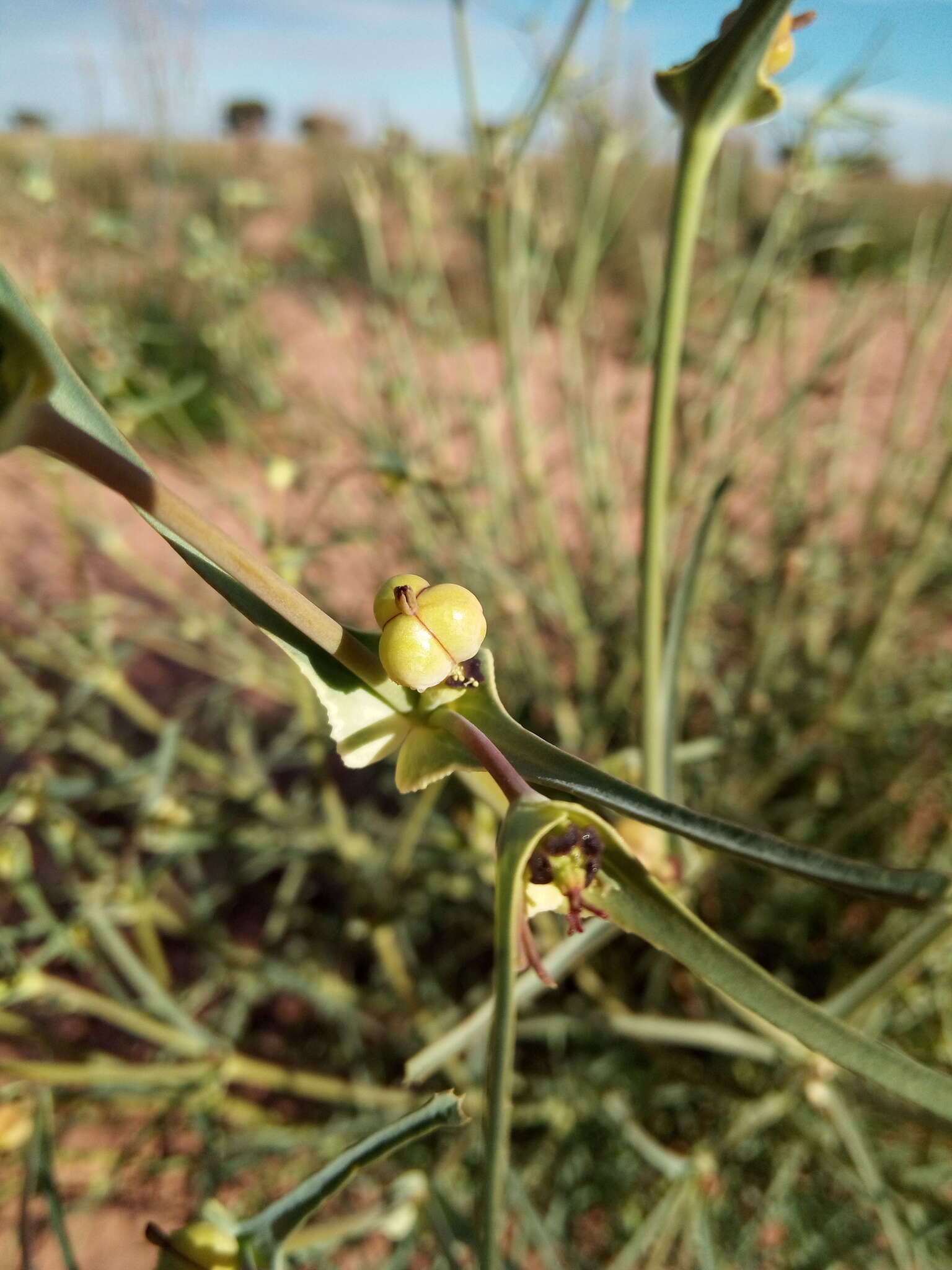 Image of Euphorbia calyptrata Coss. & Kralik