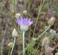 Image of Xeranthemum annuum L.