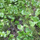 Image of Howell's marsh marigold