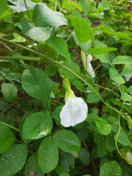 Image of Clitoria ternatea var. ternatea