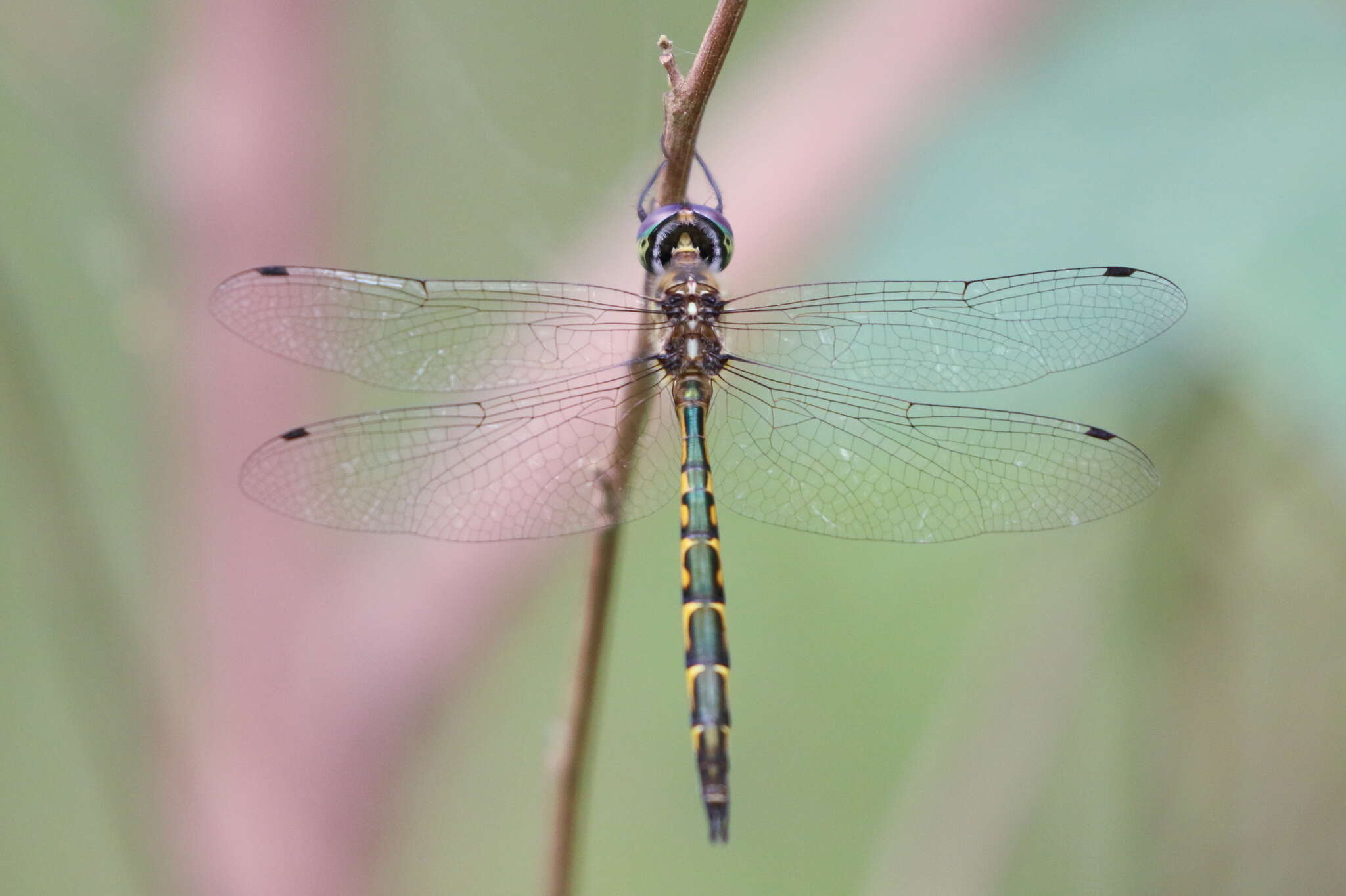 Image of Sentry Dragonfly