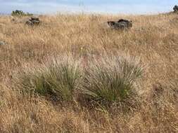 Image of serpentine reedgrass