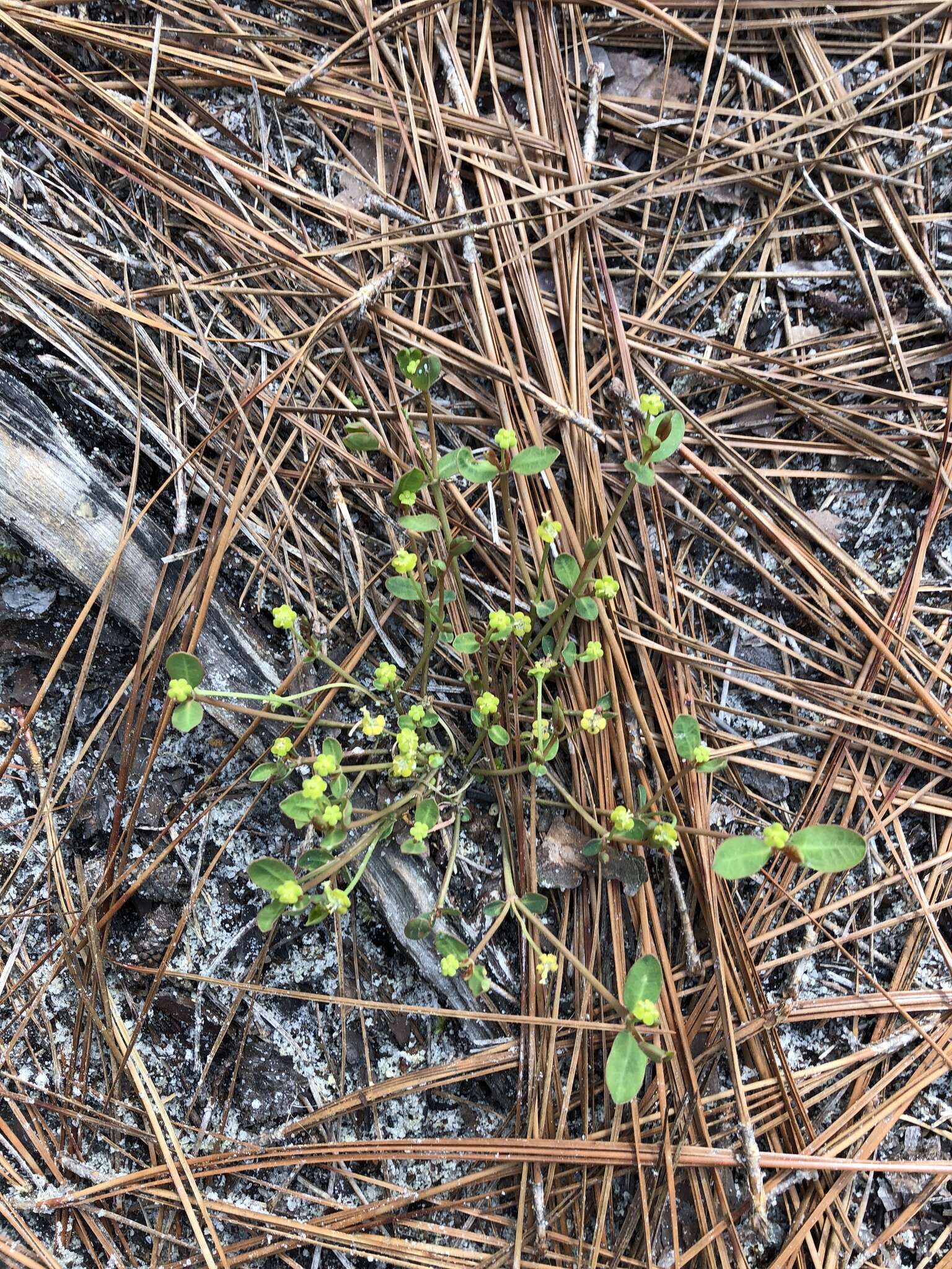 Слика од Euphorbia ipecacuanhae L.