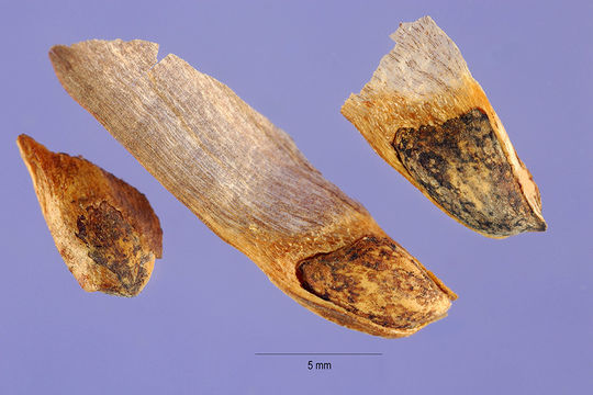 Image of Honduras pine