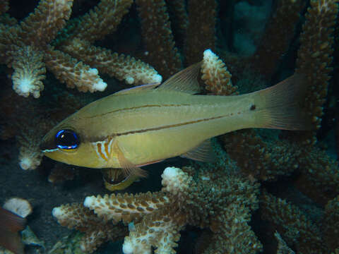 Image of Seale's cardinalfish