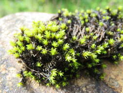 Image of aquatic racomitrium moss