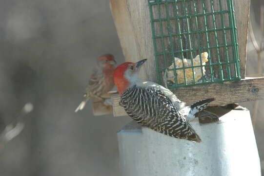 Image of Red-bellied Woodpecker