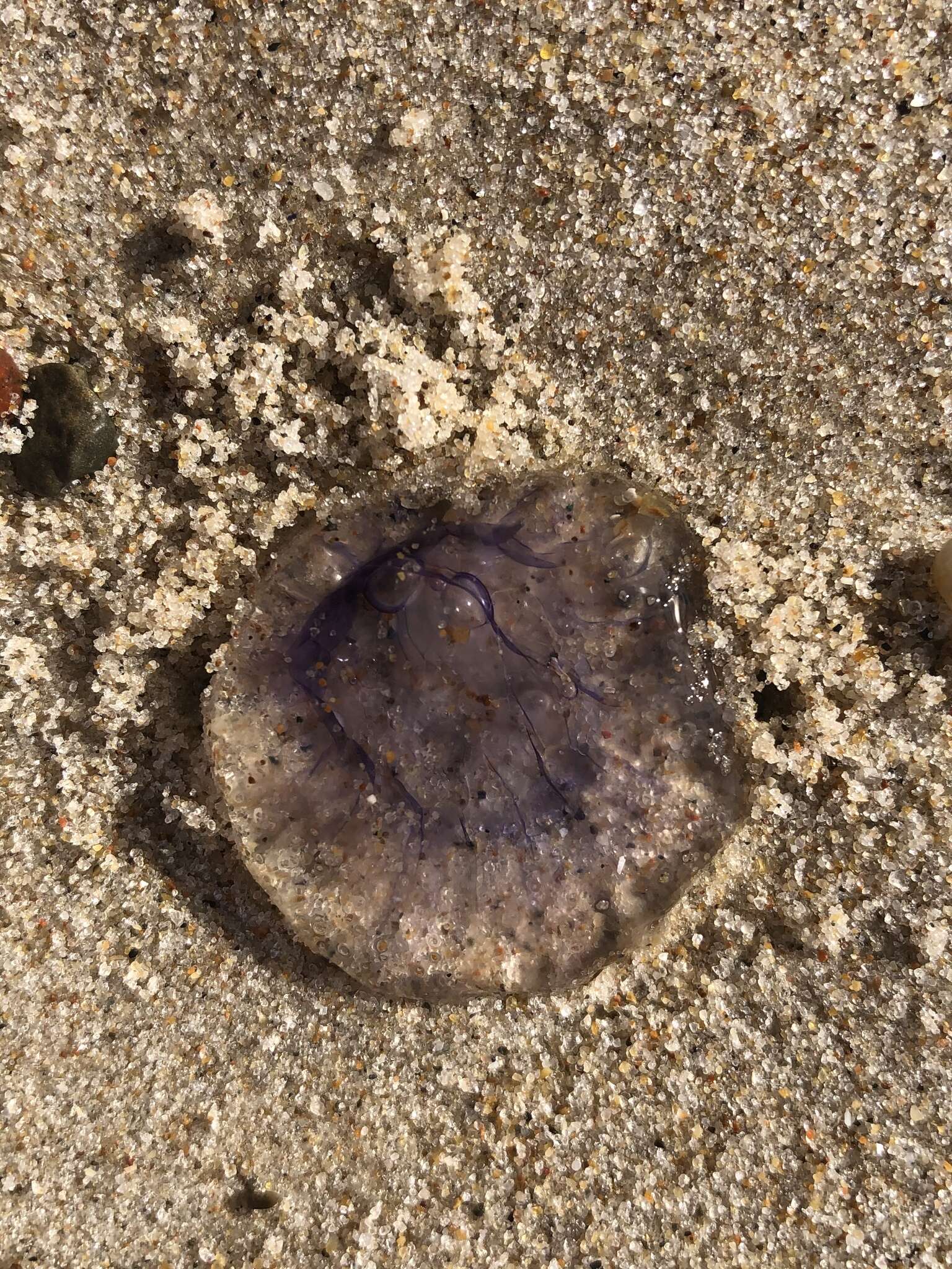 Image of Blue Jellyfish