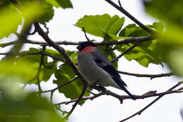 Image of Pyrrhula pyrrhula griseiventris Lafresnaye 1841