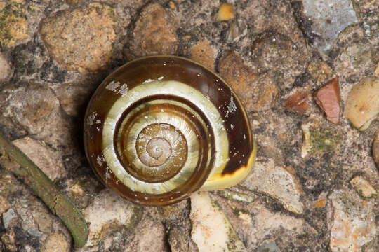 Image of White-lipped banded snail