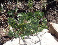 Image of Pelargonium elongatum (Cav.) Steud.