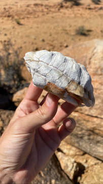 Image of Western Tent Tortoise