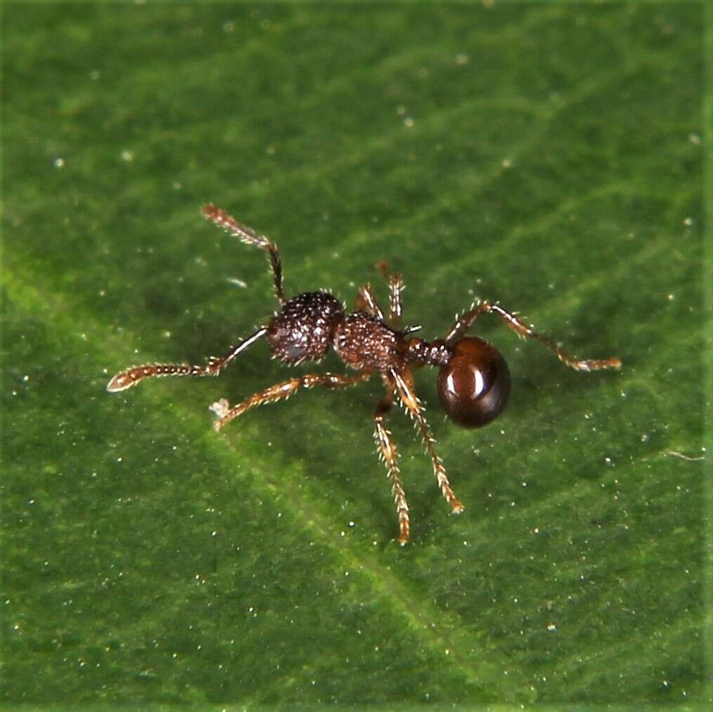 Image of Pristomyrmex punctatus (Smith 1860)