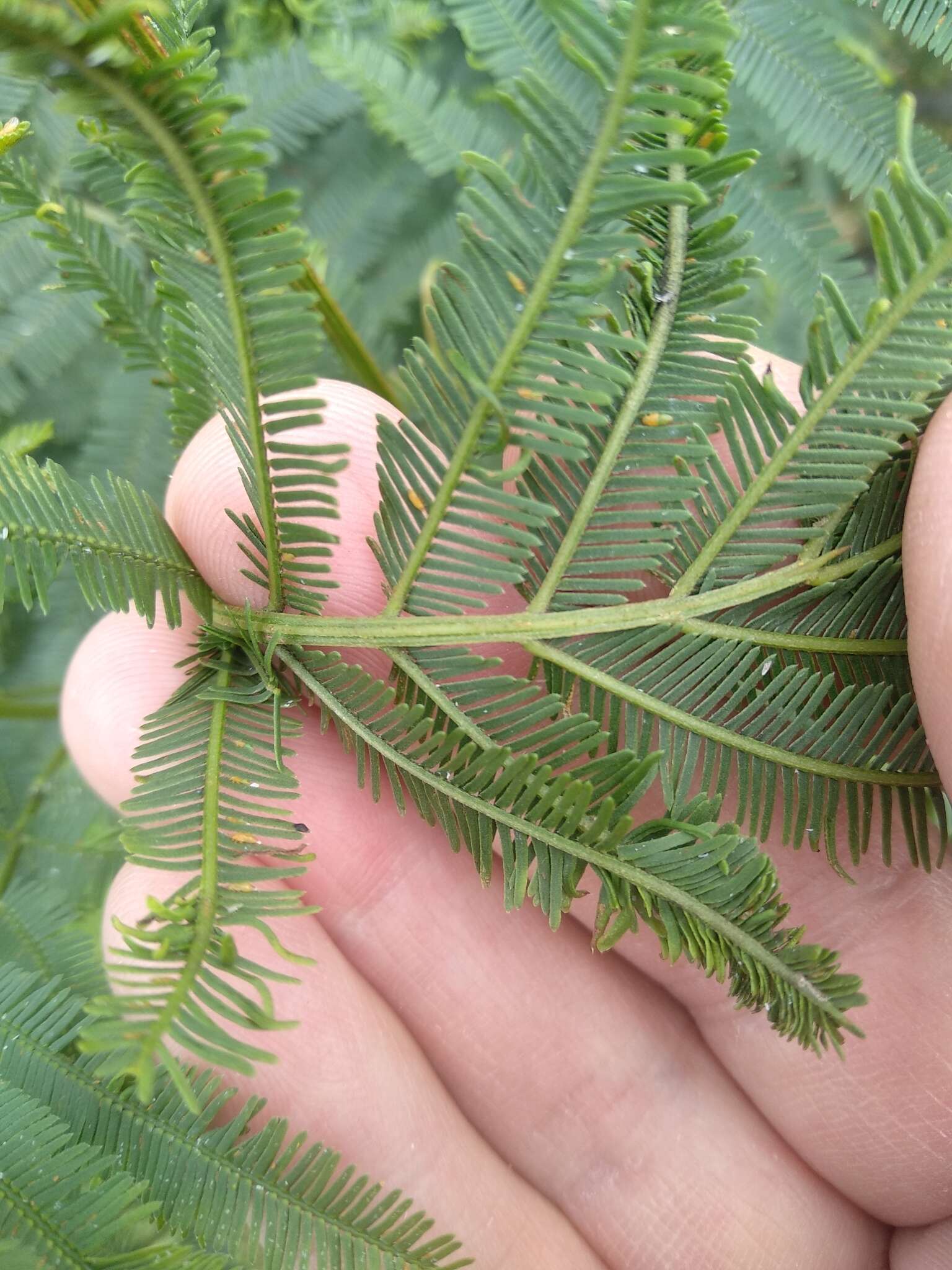 Acacia irrorata Sieber ex Spreng. resmi