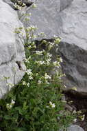 Image of Arabis alpina subsp. alpina