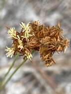 Plancia ëd Bulbostylis warei (Torr.) C. B. Clarke