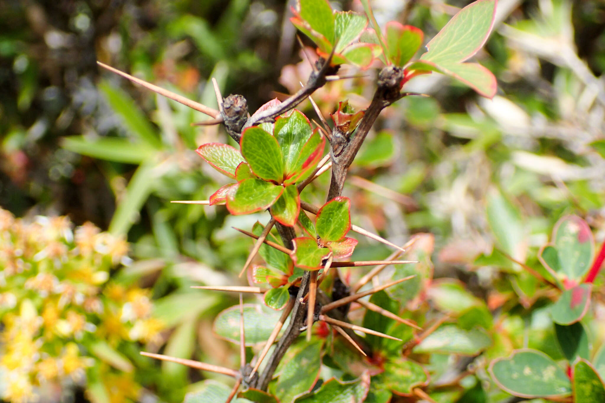 Imagem de Berberis morrisonensis Hayata