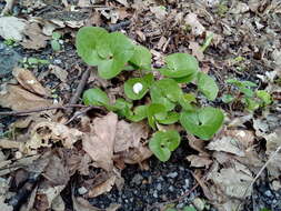 Image of Asarum europaeum subsp. europaeum