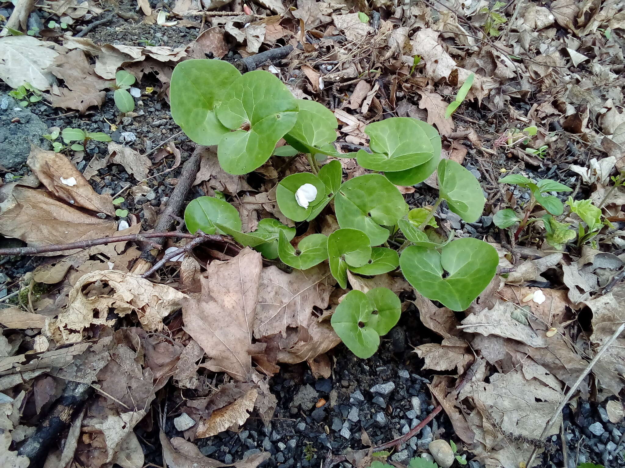 Image of Asarum europaeum subsp. europaeum