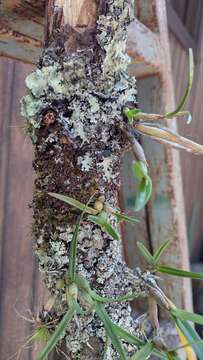 Image of Scaphyglottis confusa (Schltr.) Ames & Correll