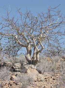 Image of Satin-bark corkwood