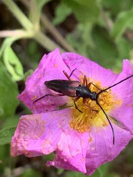 Pedostrangalia (Neosphenalia) emmipoda (Mulsant 1863) resmi