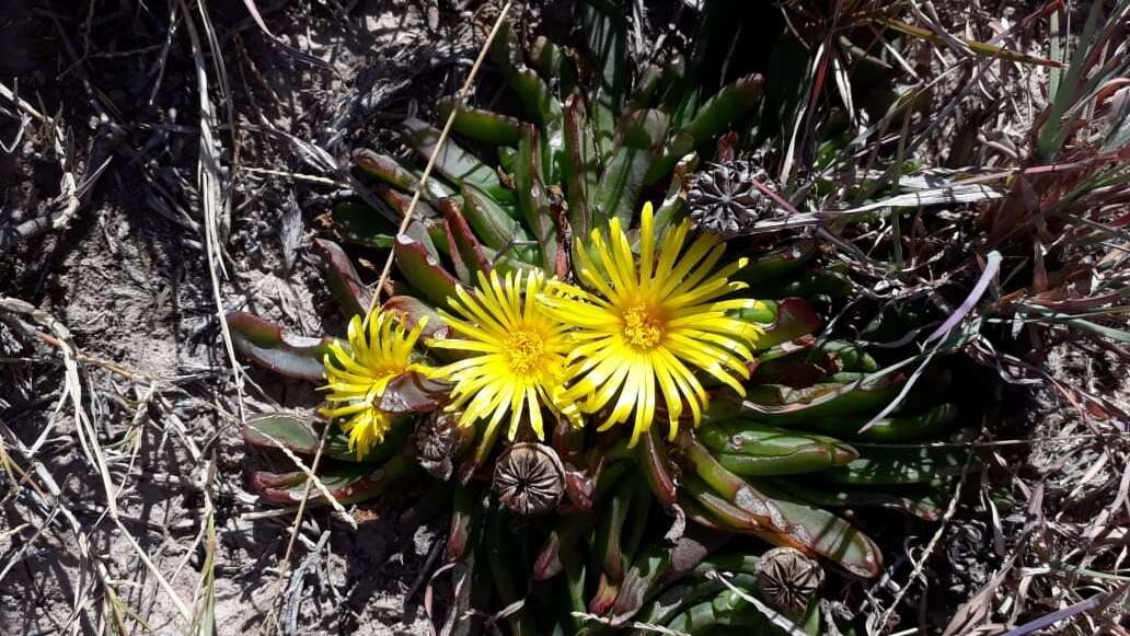 Image of Glottiphyllum grandiflorum (Haw.) N. E. Br.