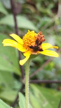 Image de Phymata fasciata (Gray 1832)