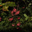 Image of Indigofera erecta Thunb.