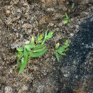 Image of Geissorhiza bolusii Baker