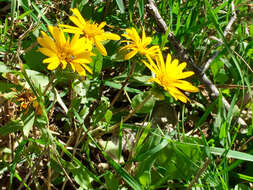 Image of rough gumweed