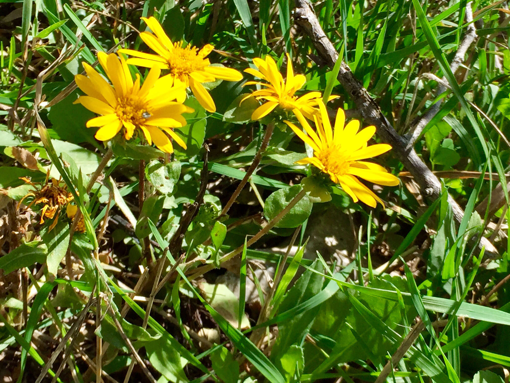 Image of rough gumweed