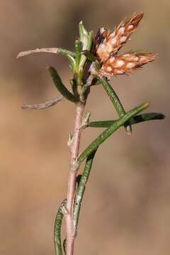 Amphiglossa tomentosa (Thunb.) Harv. resmi