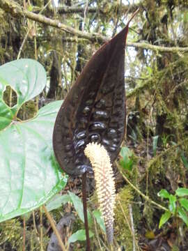 Image of Anthurium caramantae Engl.