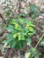 Image of Euphorbia esuliformis S. Schauer