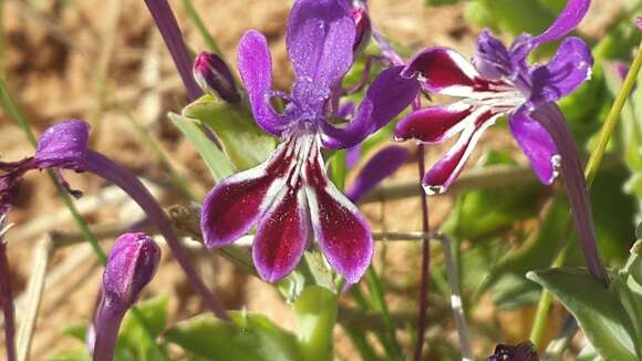 Image of Lapeirousia jacquinii N. E. Br.