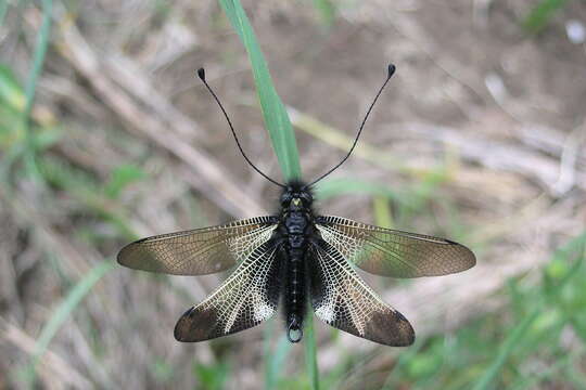 Image of Libelloides ustulatus (Eversmann 1850)