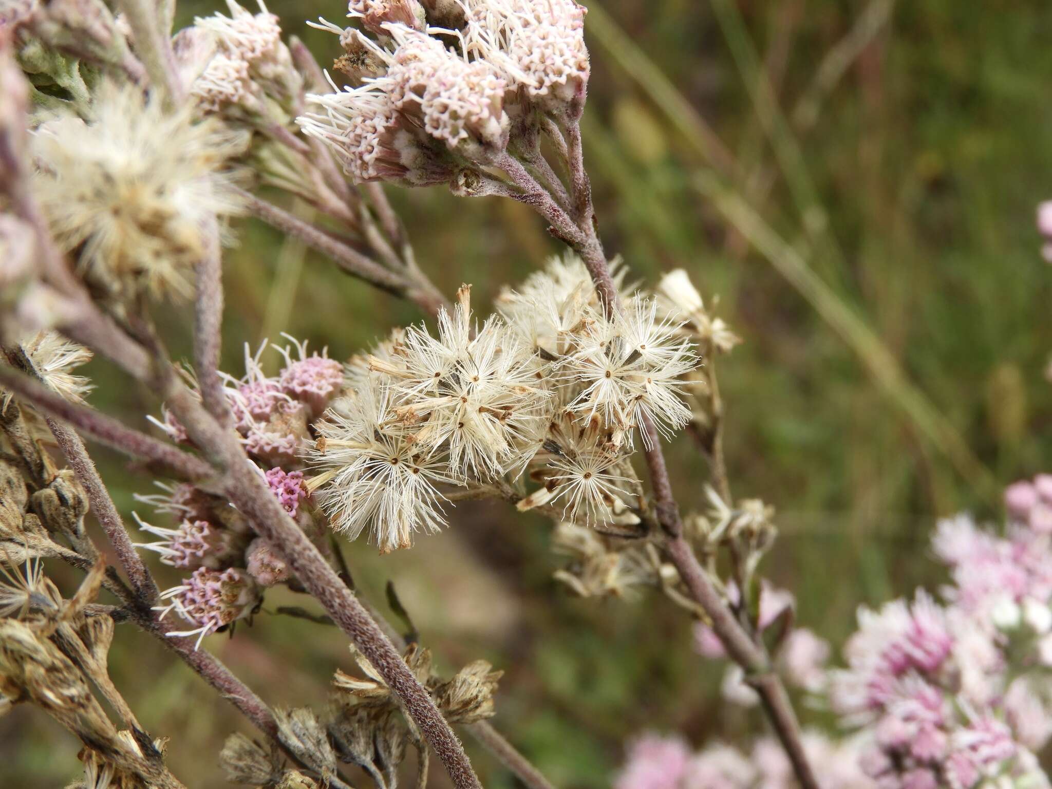 Gyptis artemisifolia (Griseb.) R. King & H. Rob.的圖片