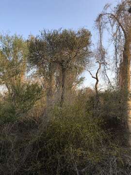 Image of Euphorbia kamponii Rauh & Petignat