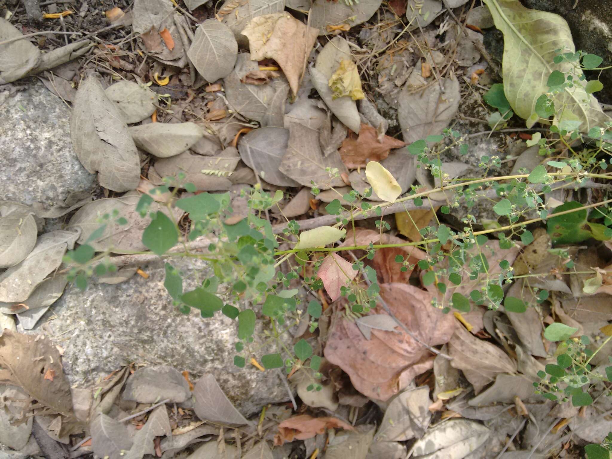 Image of Euphorbia ocymoidea L.