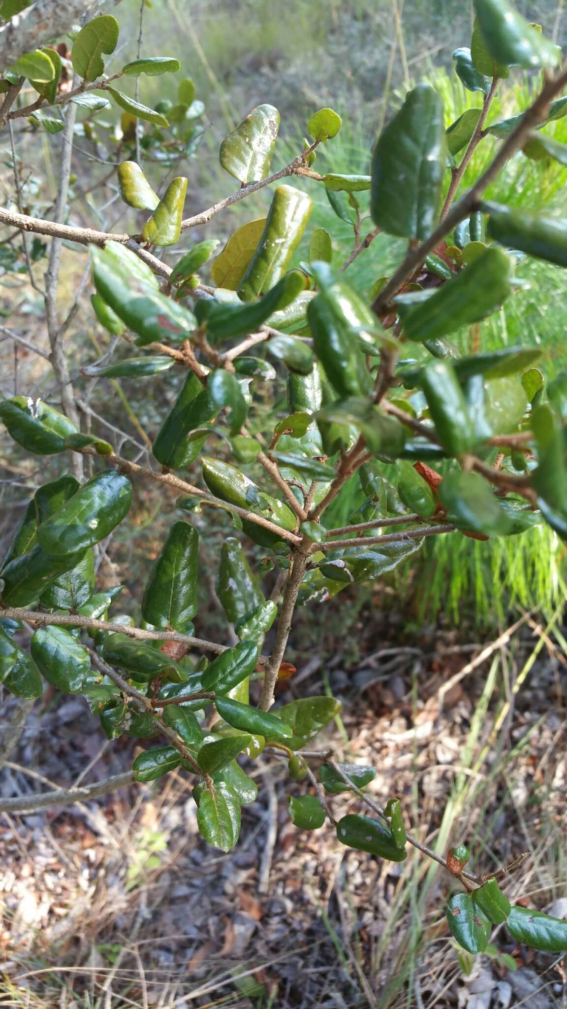 Sivun Schizolaena microphylla H. Perrier kuva