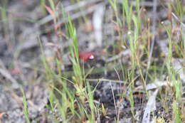 Image of Utricularia geoffrayi Pellegr.