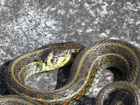 Image of Mexican Garter Snake