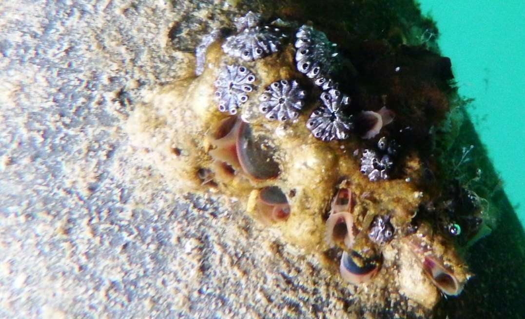 Image of Star ascidian