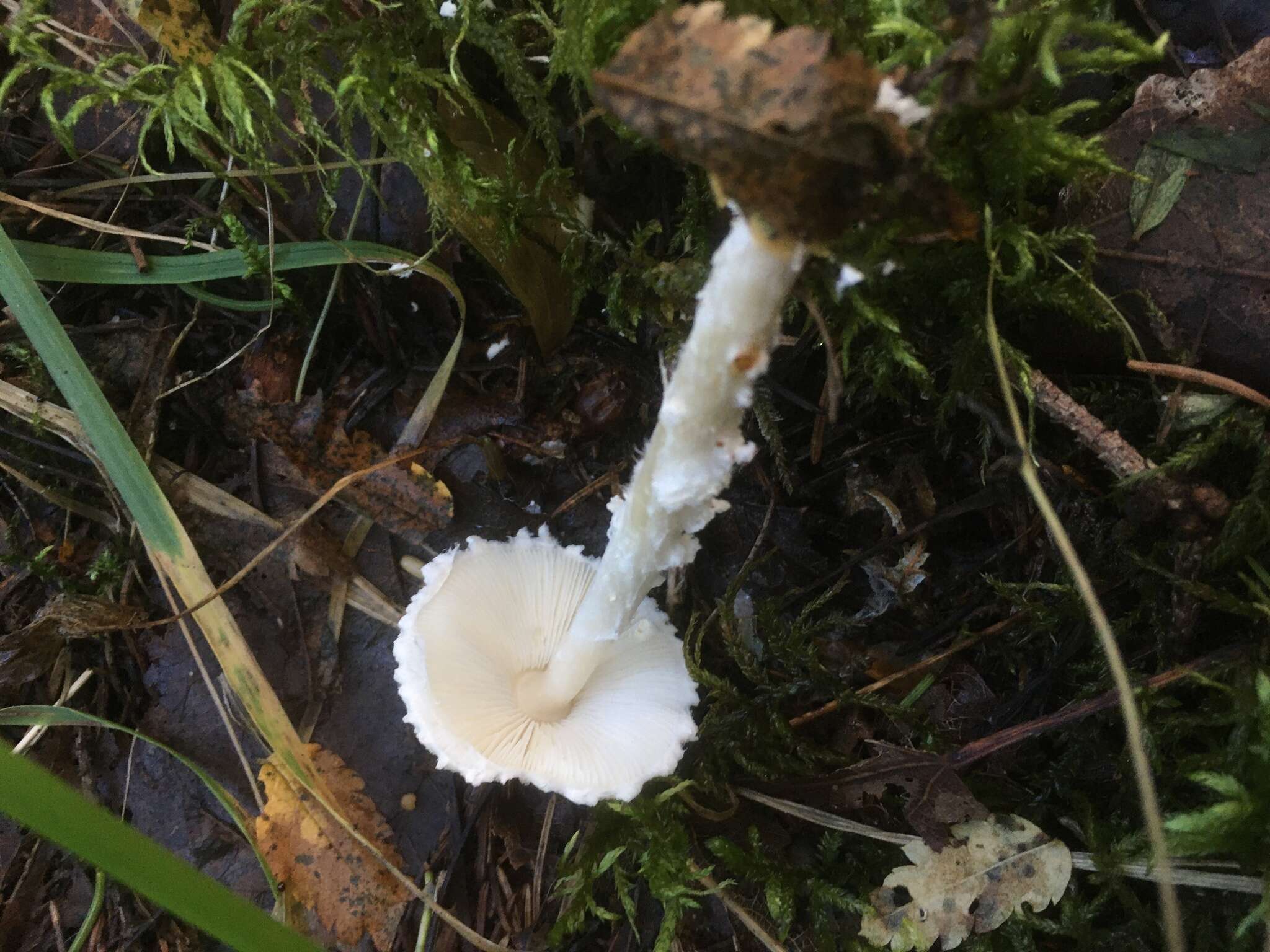 Image of Lepiota clypeolaria (Bull.) P. Kumm. 1871