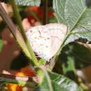 Image of Crolinus Hairstreak