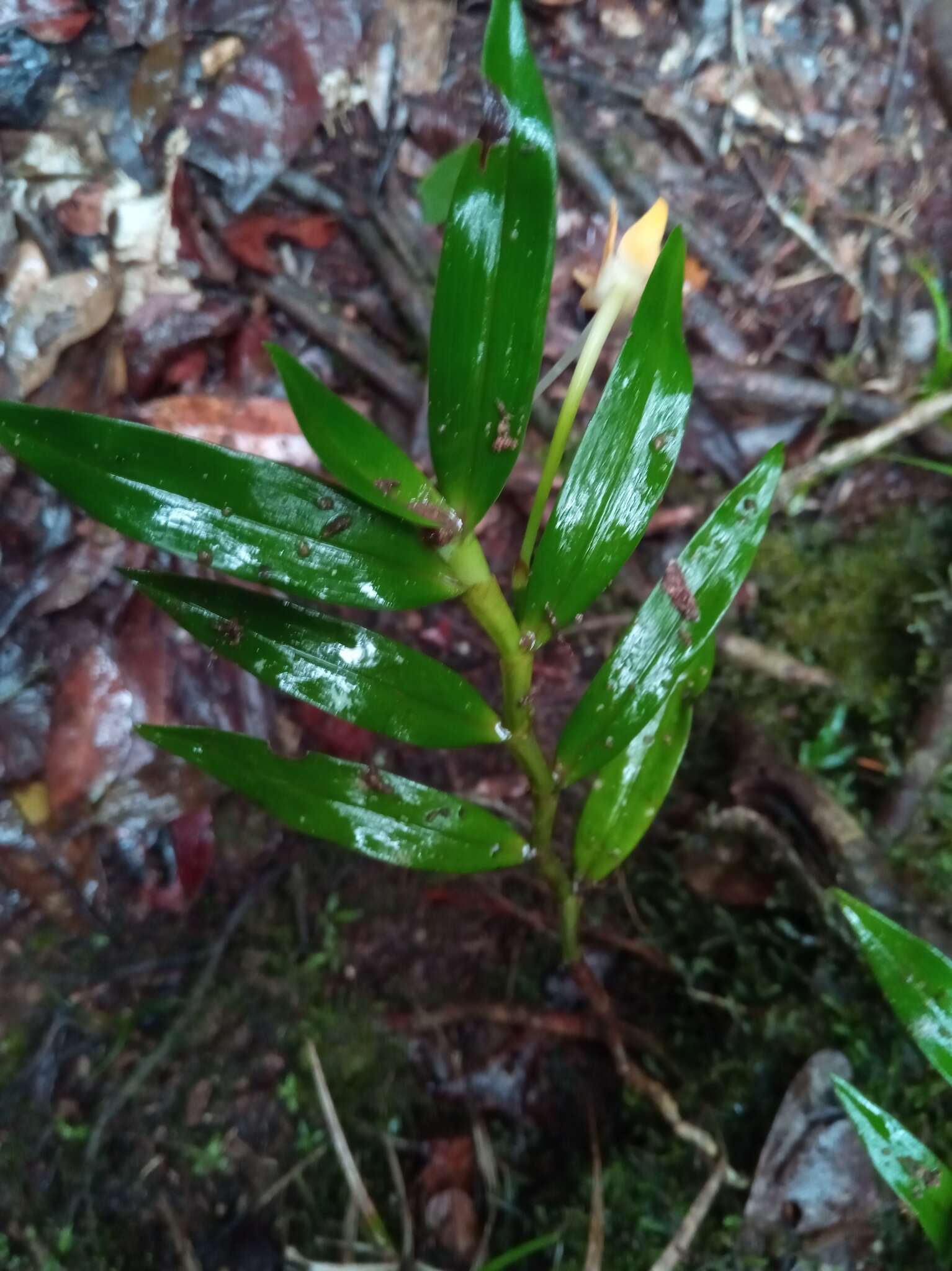 Image de Angraecum mauritianum (Poir.) Frapp.