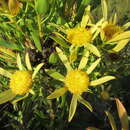 Image of Leucadendron elimense subsp. vyeboomense I. J. M. Williams